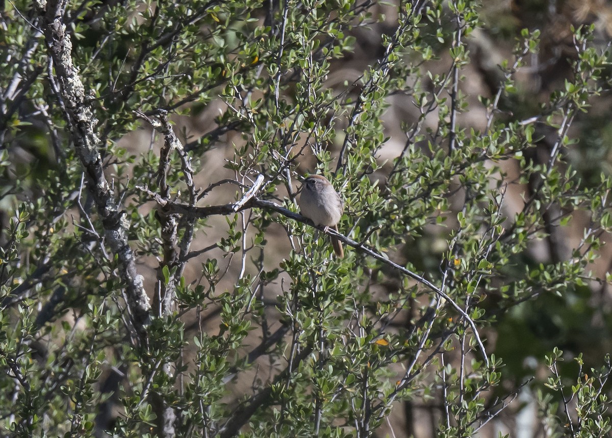 Rufous-crowned Sparrow - ML570862301