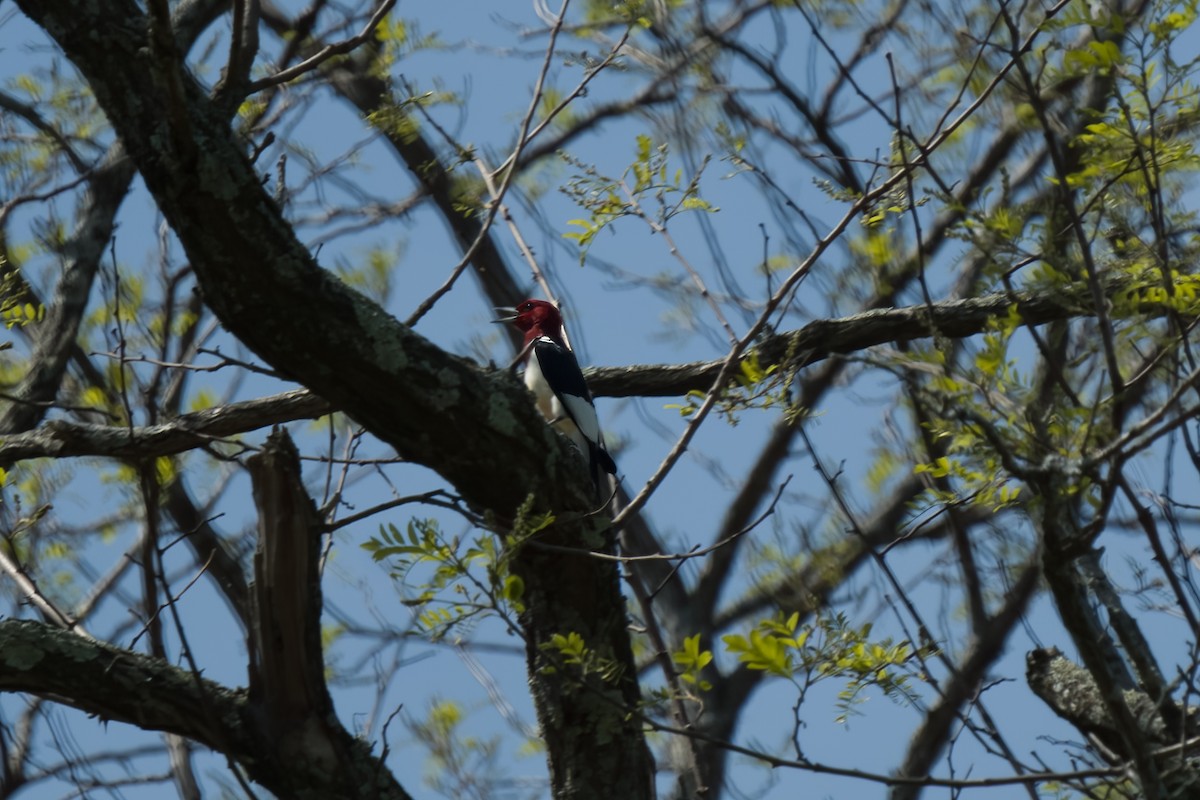 Red-headed Woodpecker - ML570862321