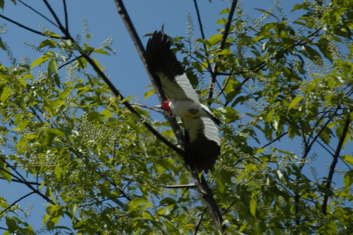 Red-headed Woodpecker - ML570862331