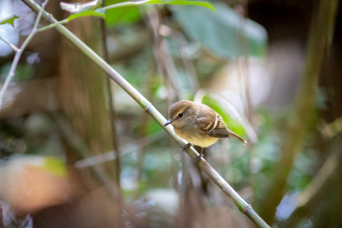 Fuscous Flycatcher - ML570863241