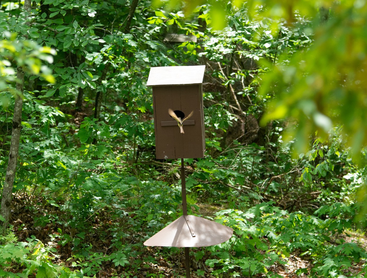 Great Crested Flycatcher - ML570863301