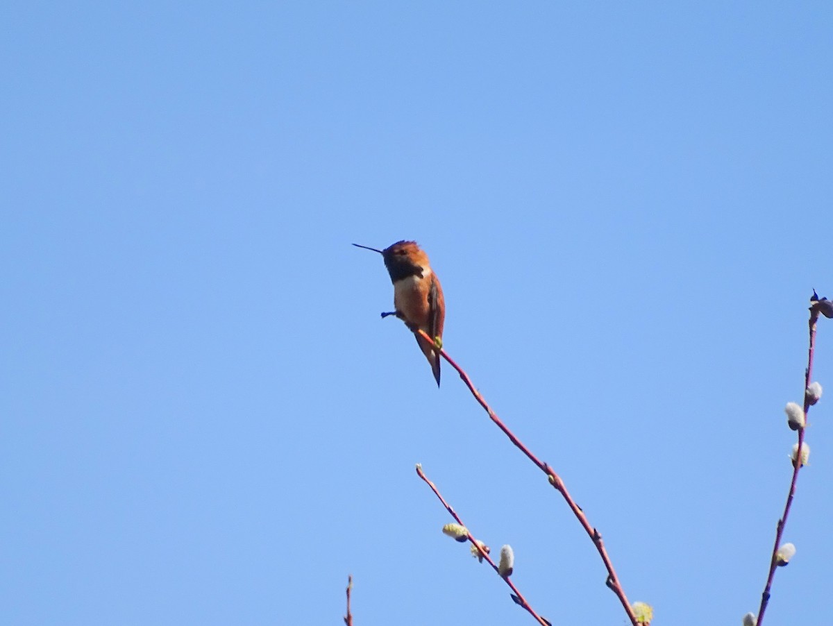 Rufous Hummingbird - ML570863461