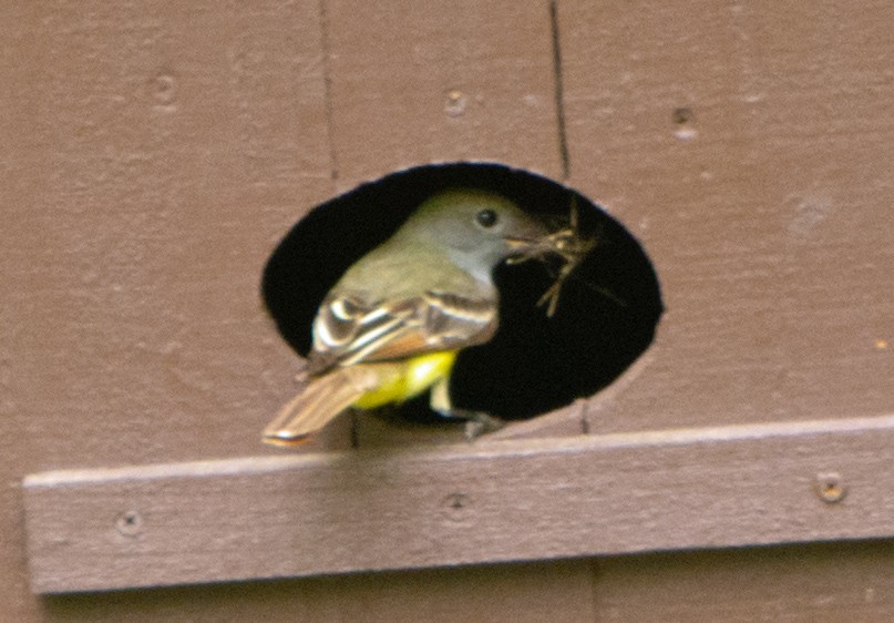 Great Crested Flycatcher - ML570863541