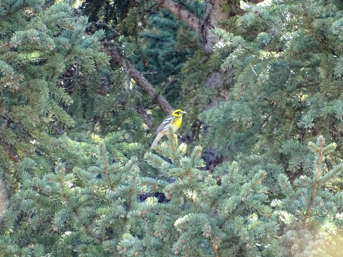 Townsend's Warbler - ML570863551