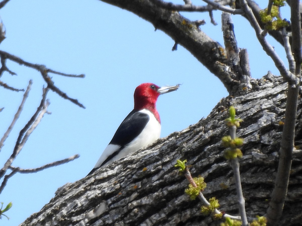 Red-headed Woodpecker - ML570863901