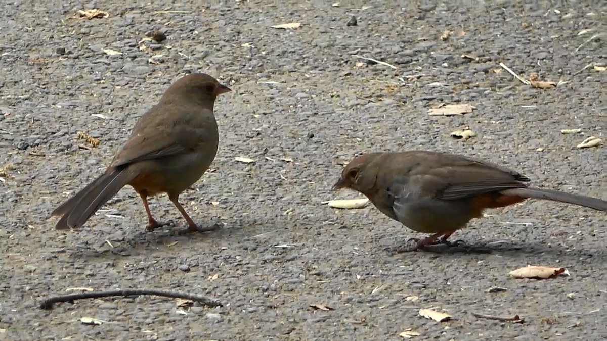 California Towhee - ML570863971