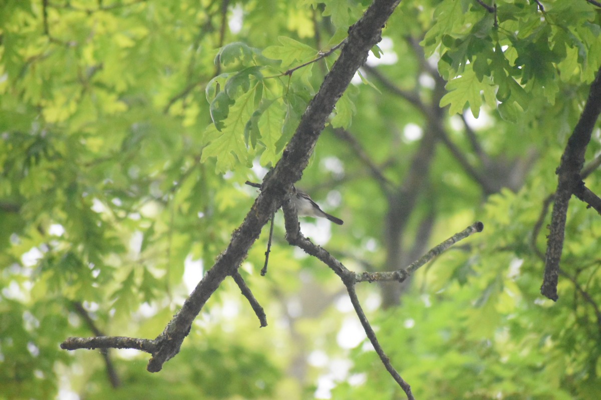 Least Flycatcher - ML570865761