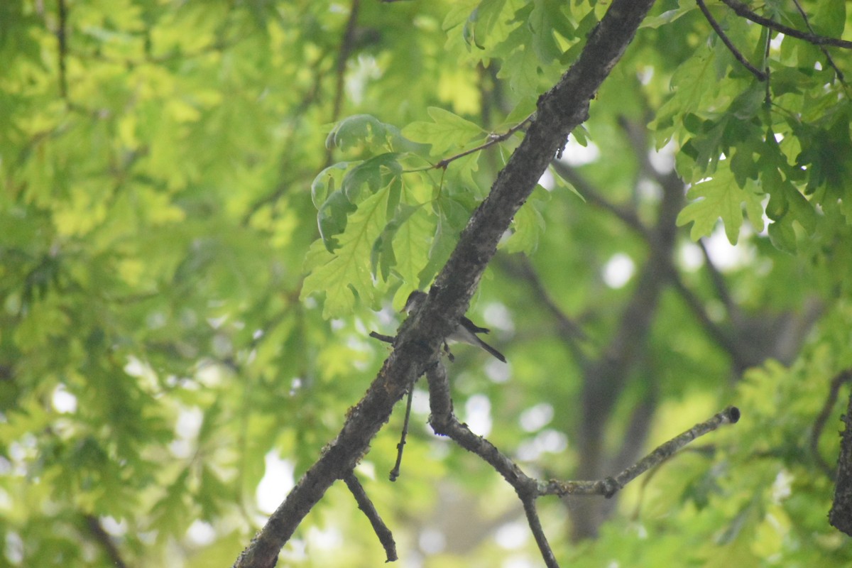 Least Flycatcher - ML570865781