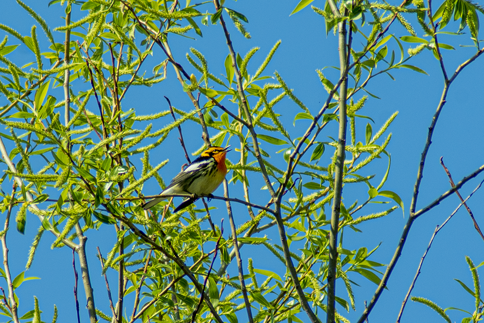 Blackburnian Warbler - ML570866311