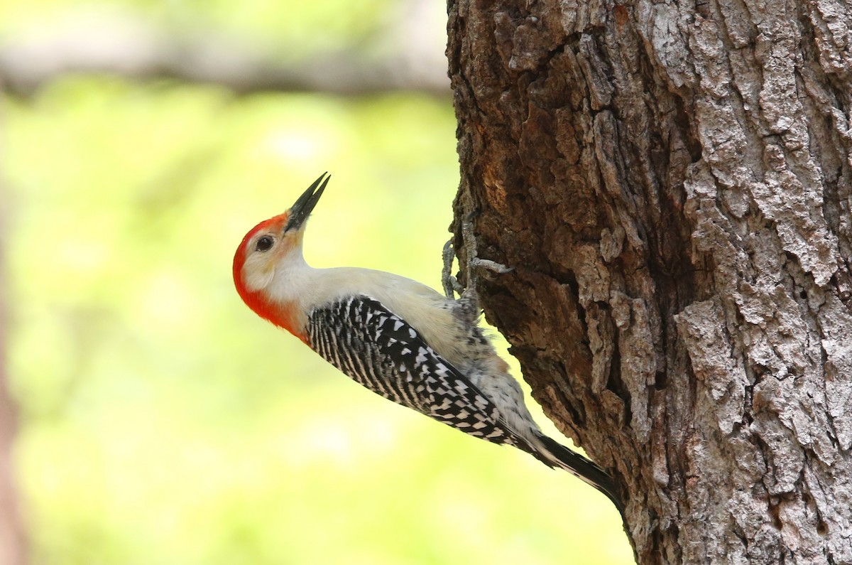 Red-bellied Woodpecker - Ken Nisly