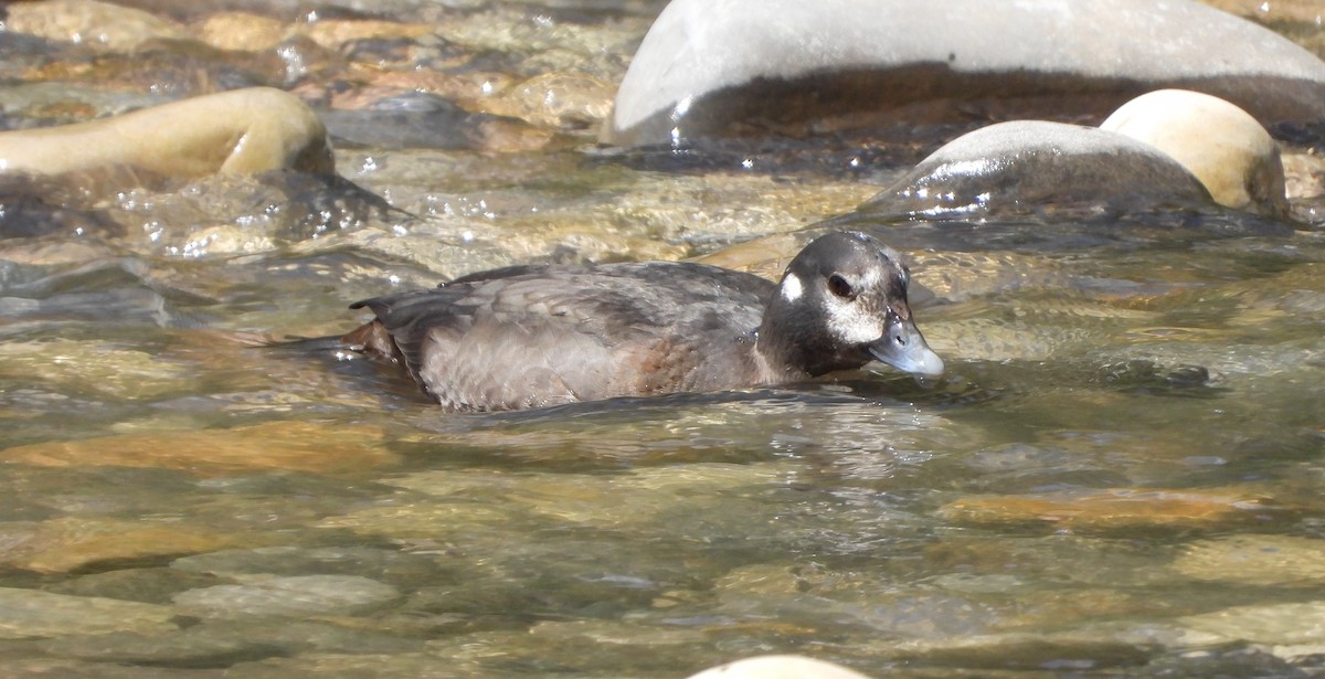 Harlequin Duck - ML570867771