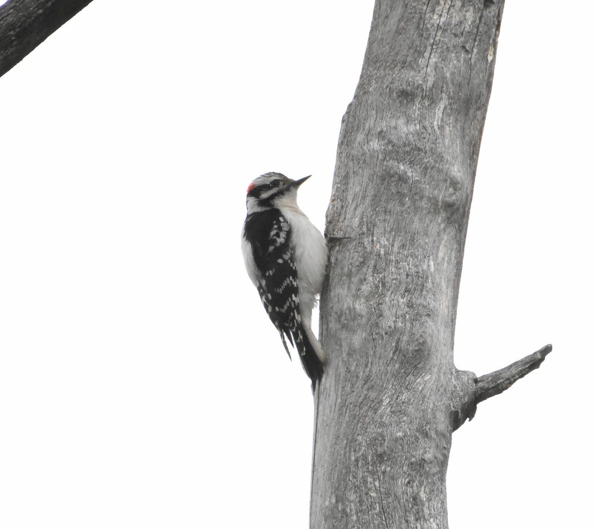 Downy Woodpecker - ML570868201