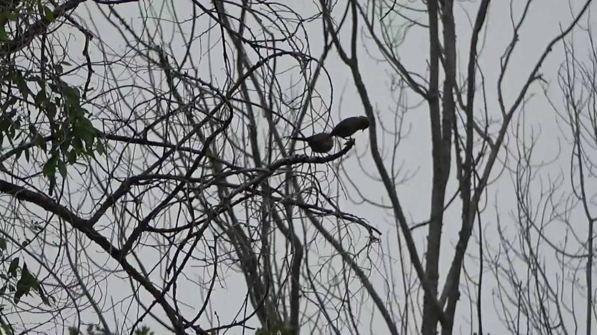 California Towhee - ML570868441