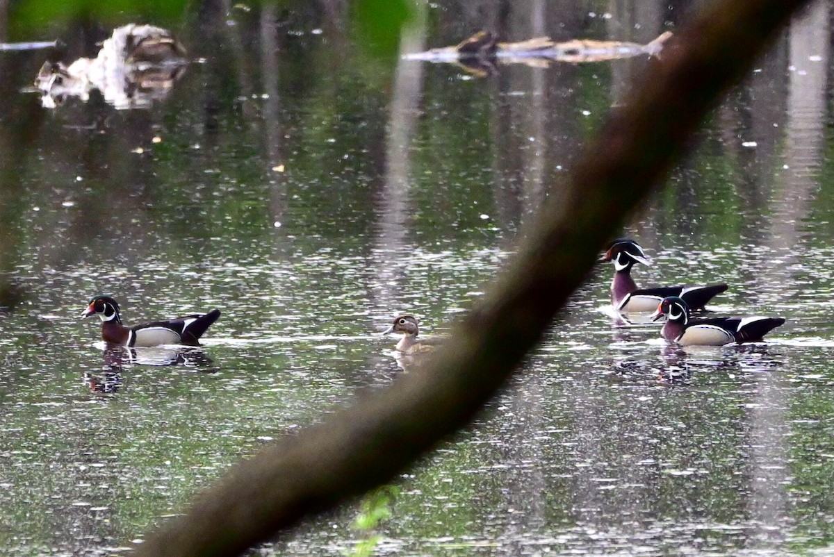 Wood Duck - ML570868701