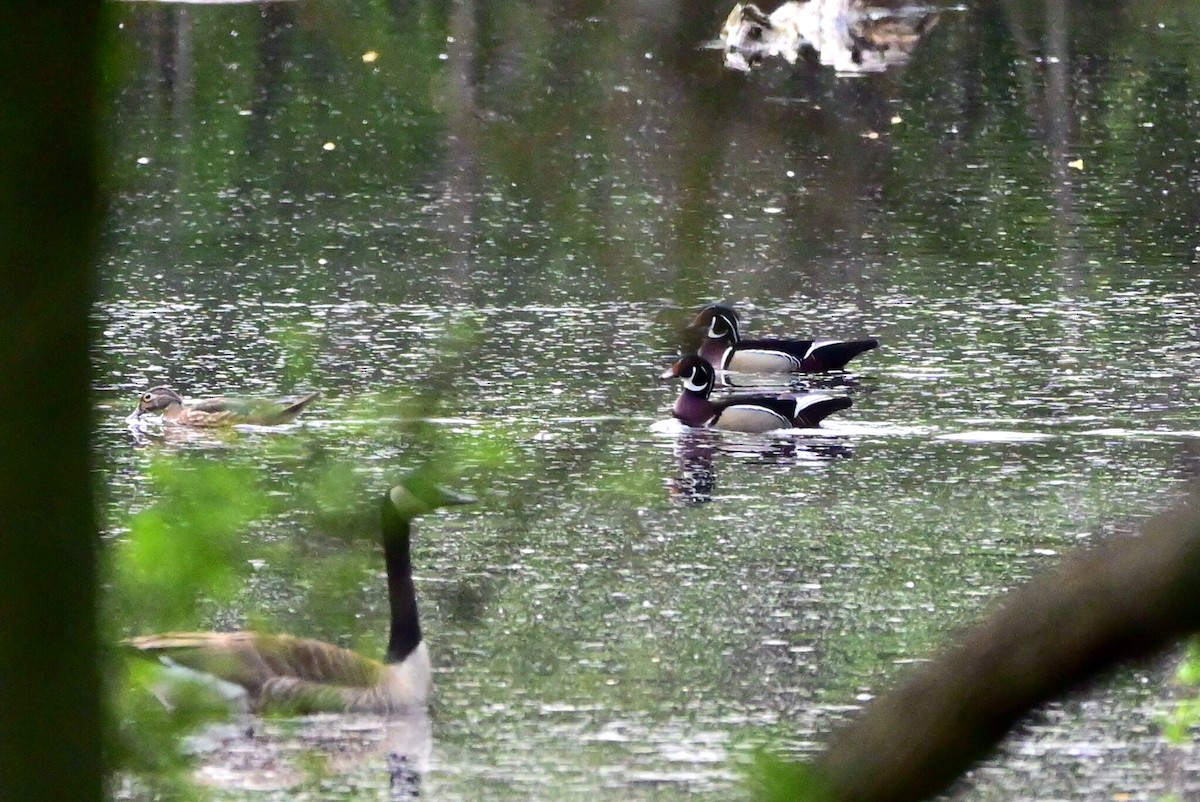 Wood Duck - ML570868861