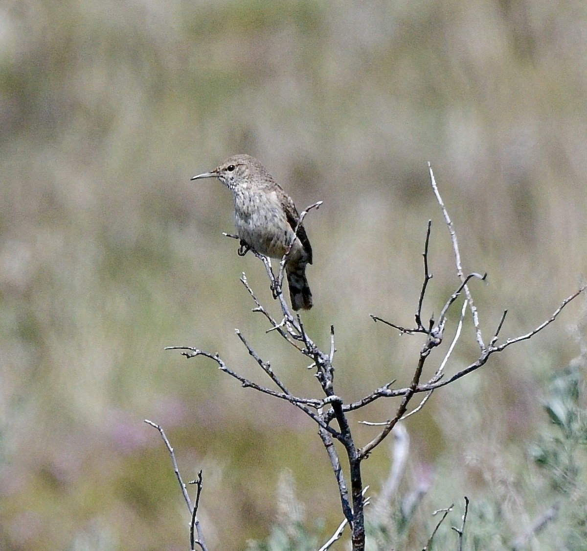 Rock Wren - ML570868931