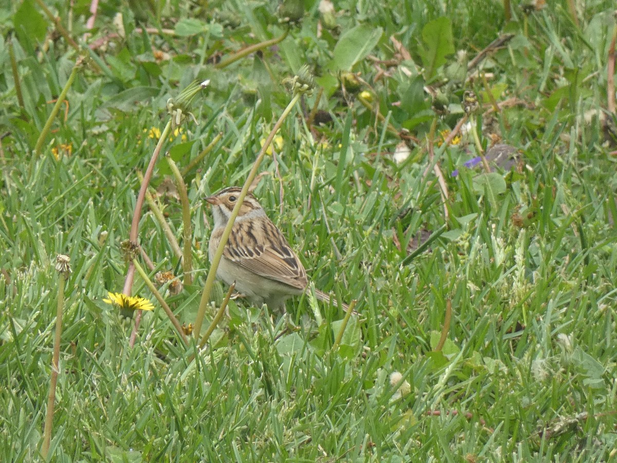 Clay-colored Sparrow - Luke Knutson