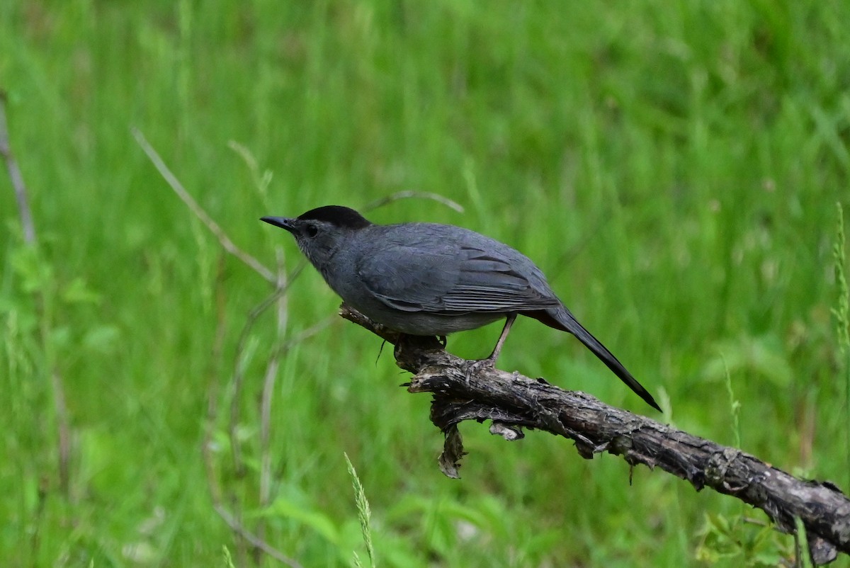 Gray Catbird - ML570869521