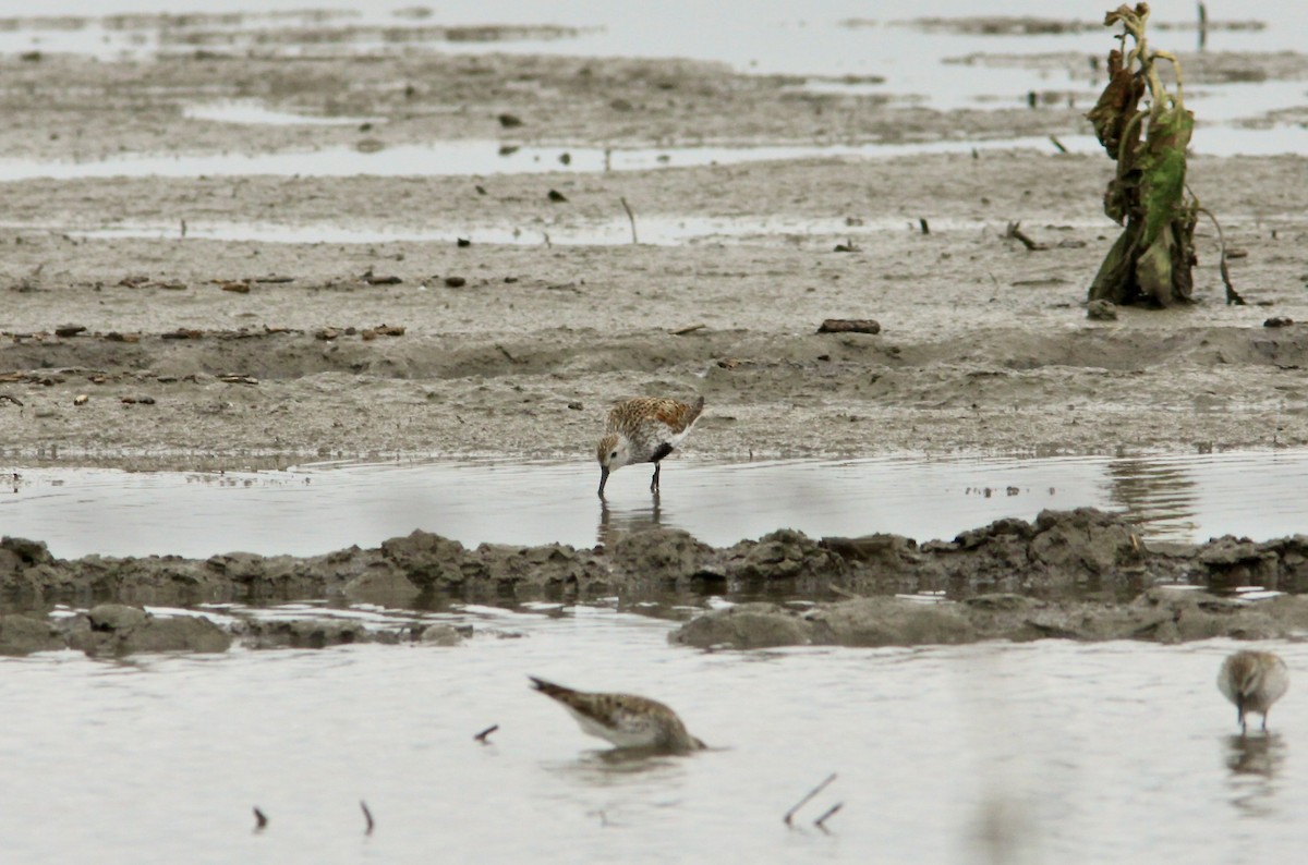 Dunlin - ML570869531