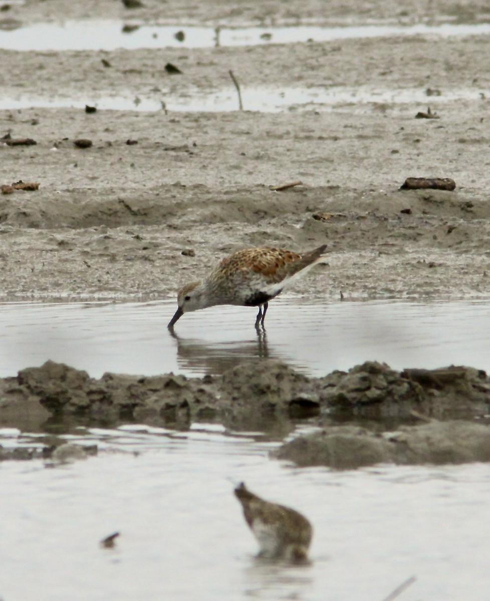 Dunlin - ML570869591