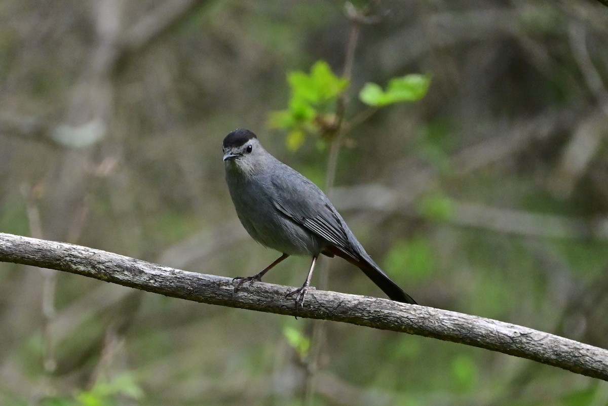 Gray Catbird - ML570869601