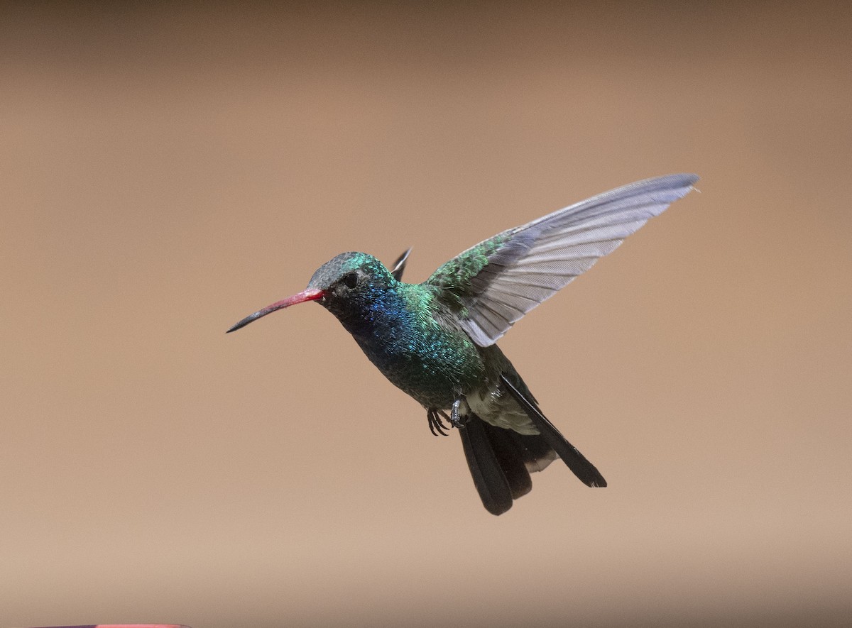 Broad-billed Hummingbird - Ronnie d'Entremont