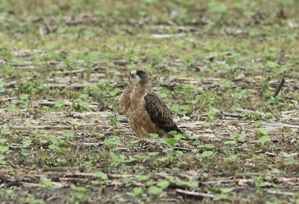 Swainson's Hawk - ML570869701