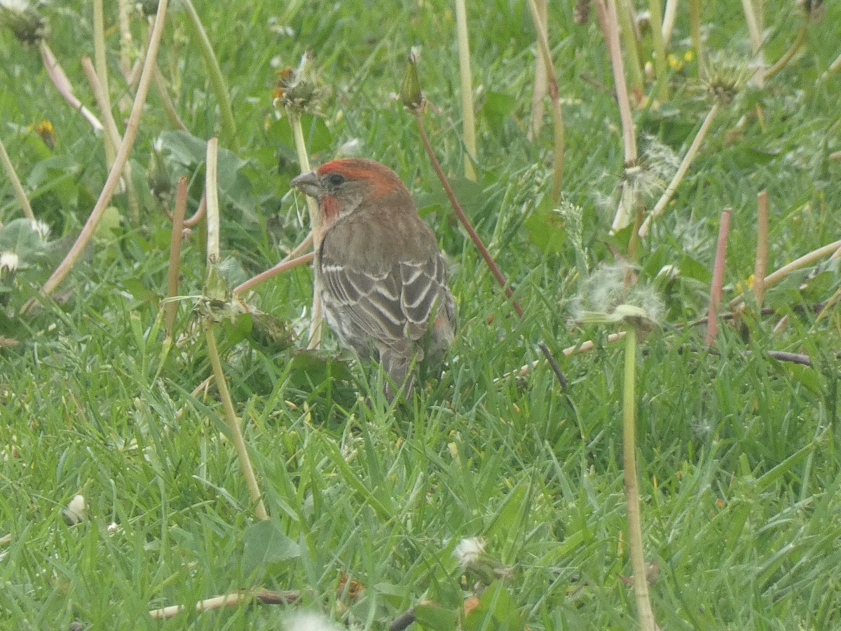 House Finch - ML570870211