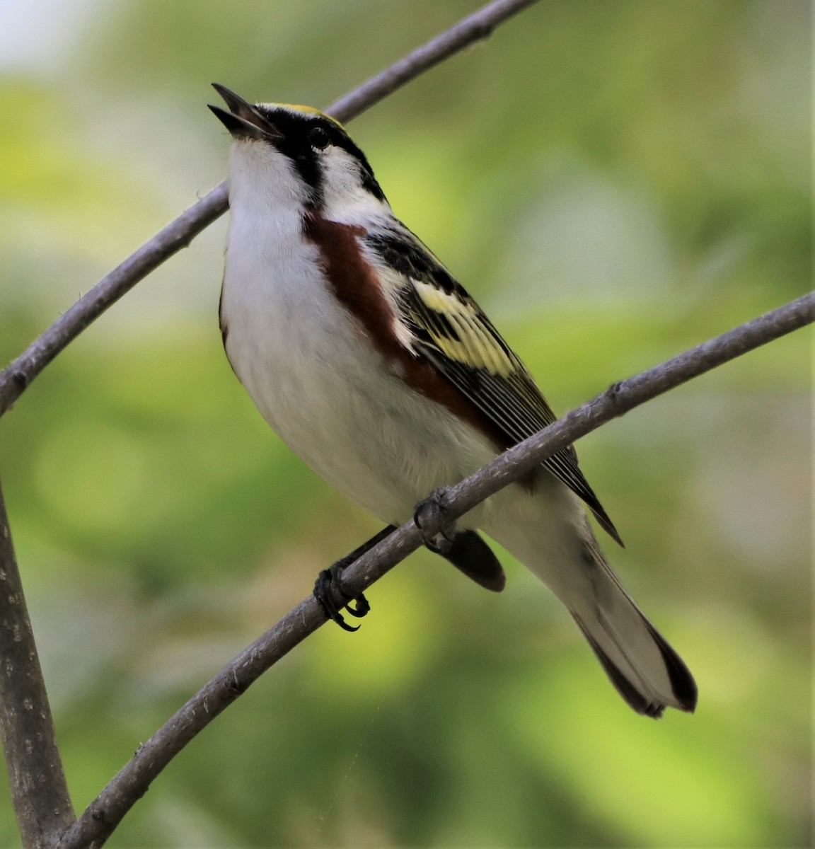 Chestnut-sided Warbler - ML570871031