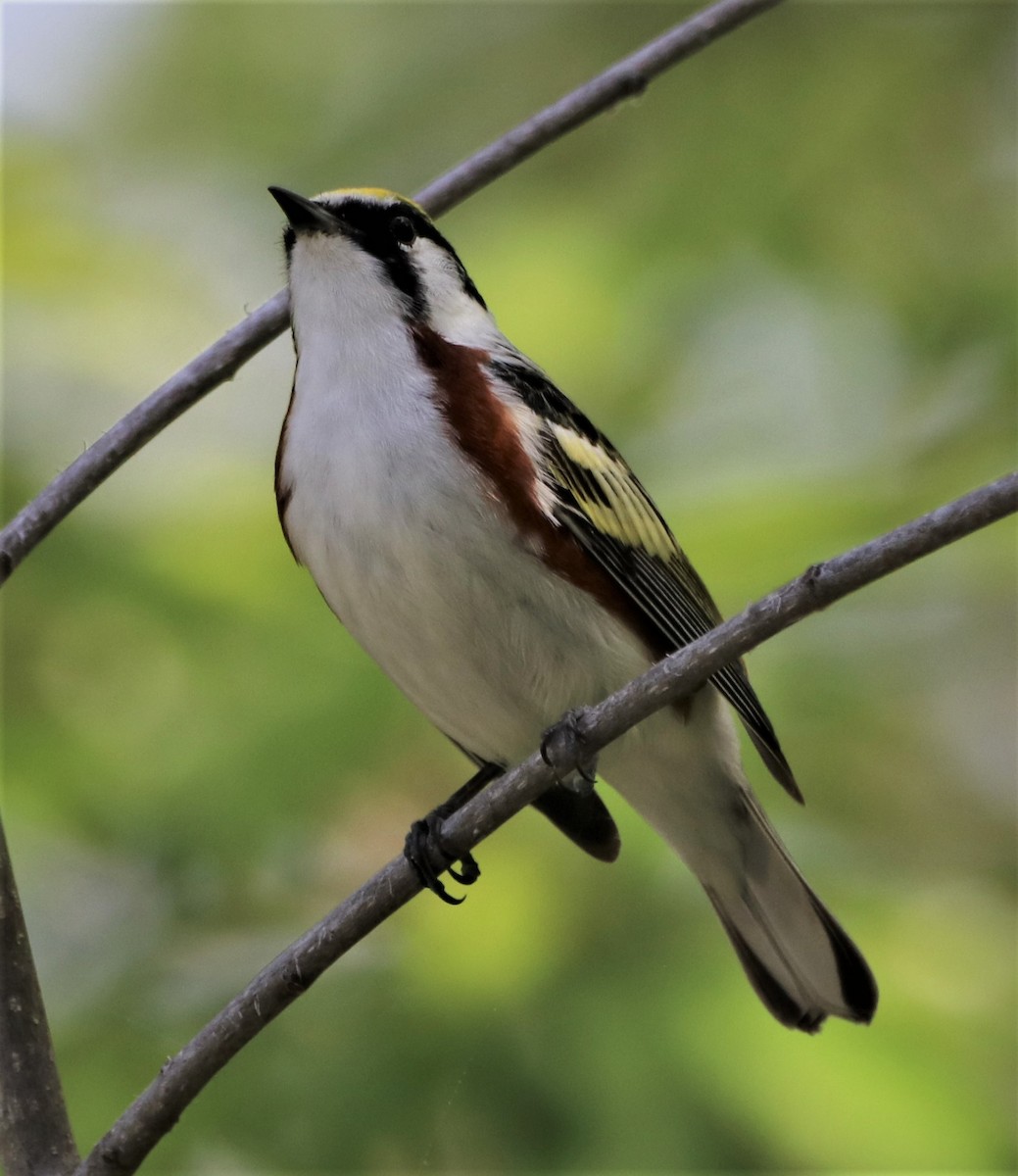Chestnut-sided Warbler - ML570871161