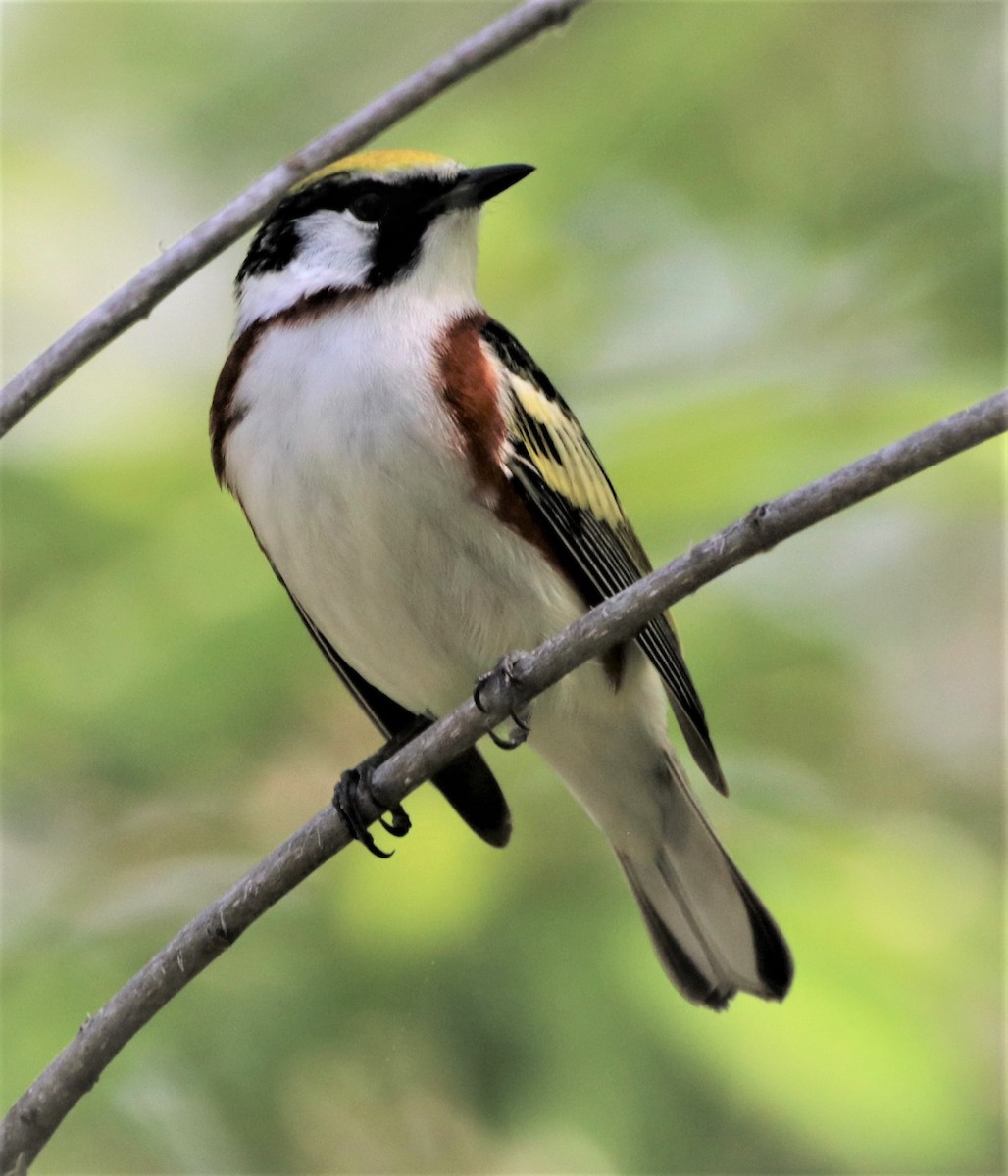 Chestnut-sided Warbler - ML570871281
