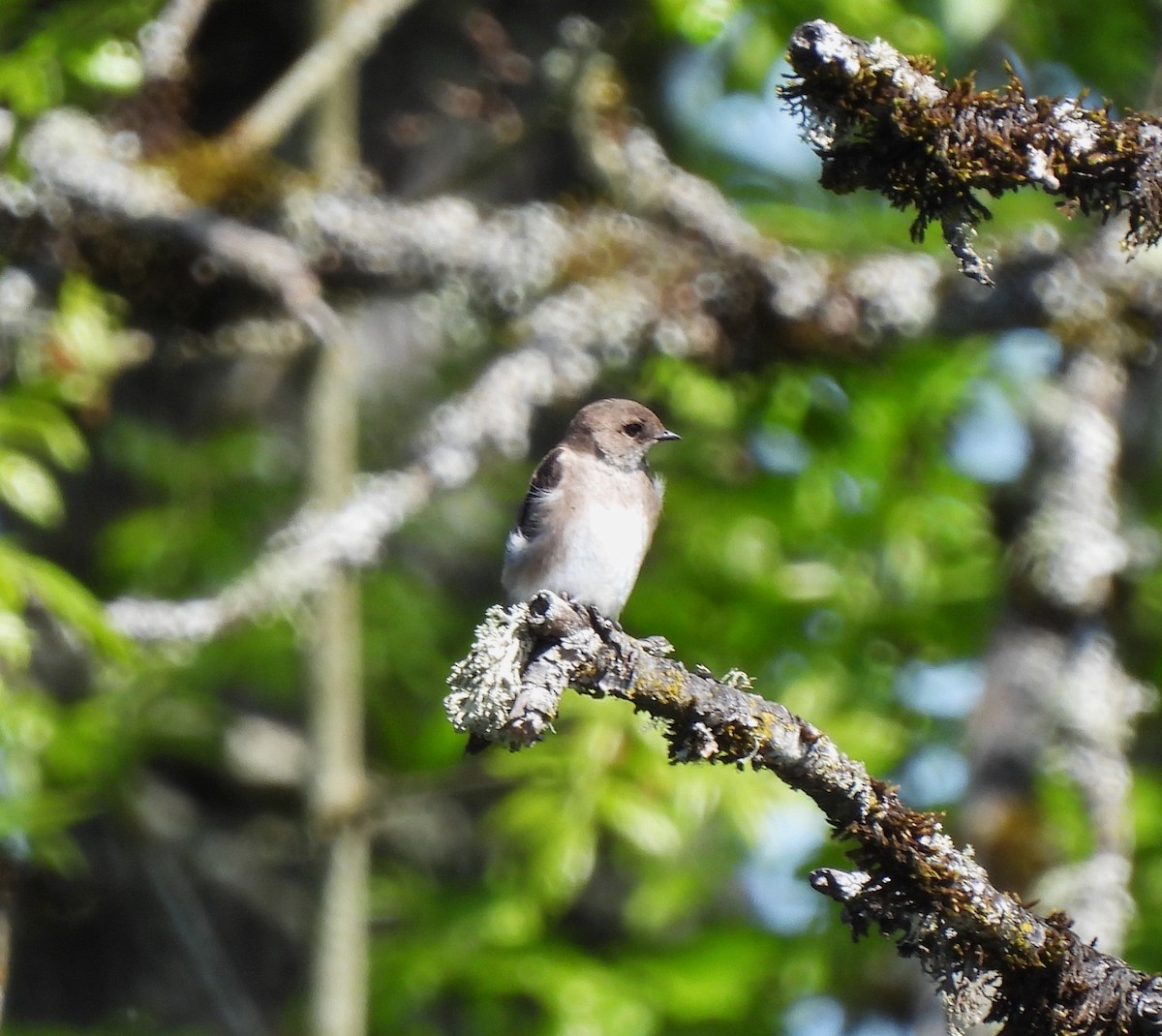 Hirondelle à ailes hérissées - ML570871481