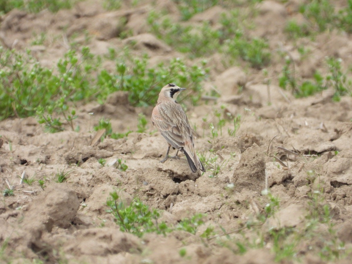 Horned Lark - ML570871751