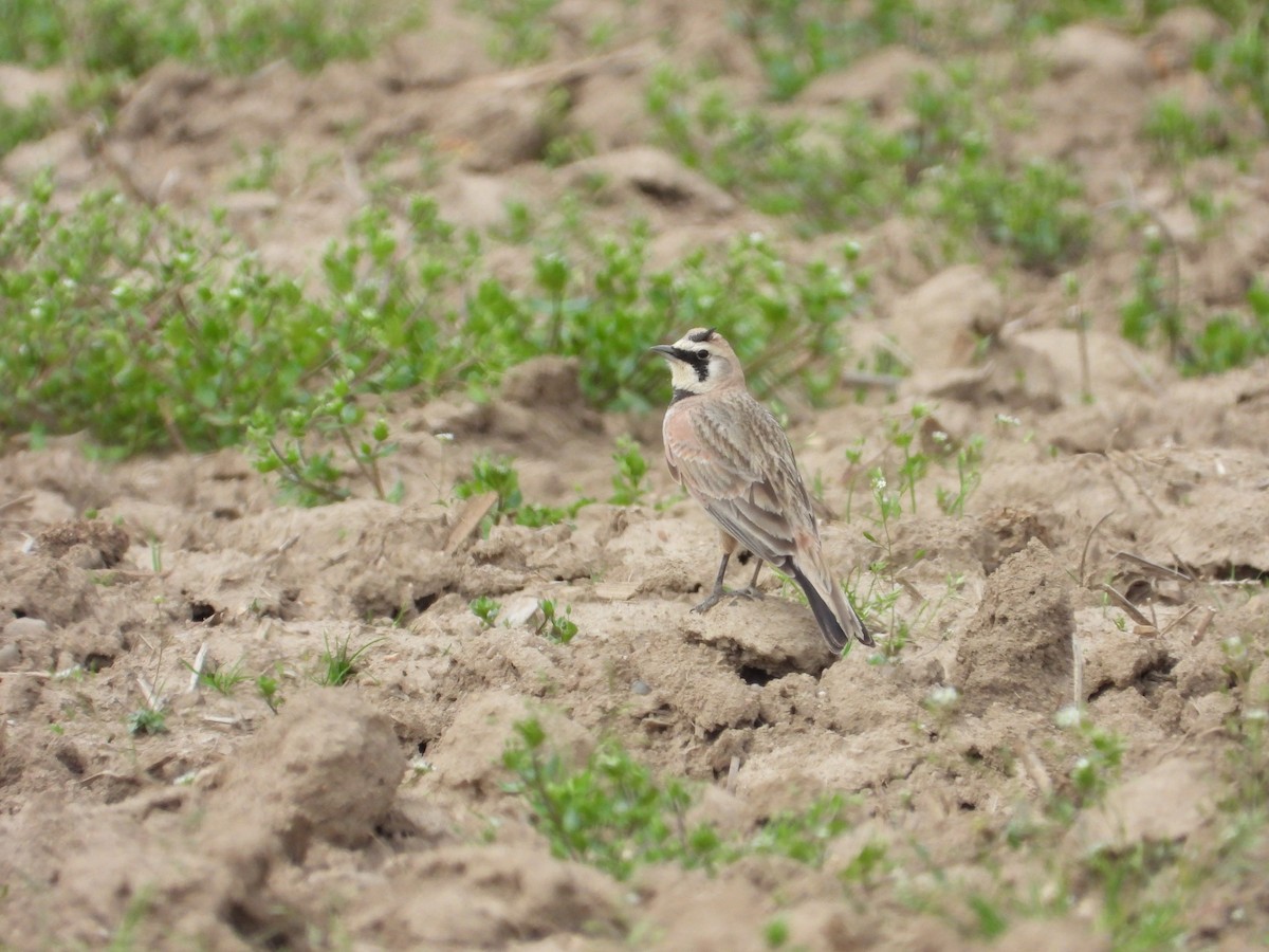 Horned Lark - ML570871761