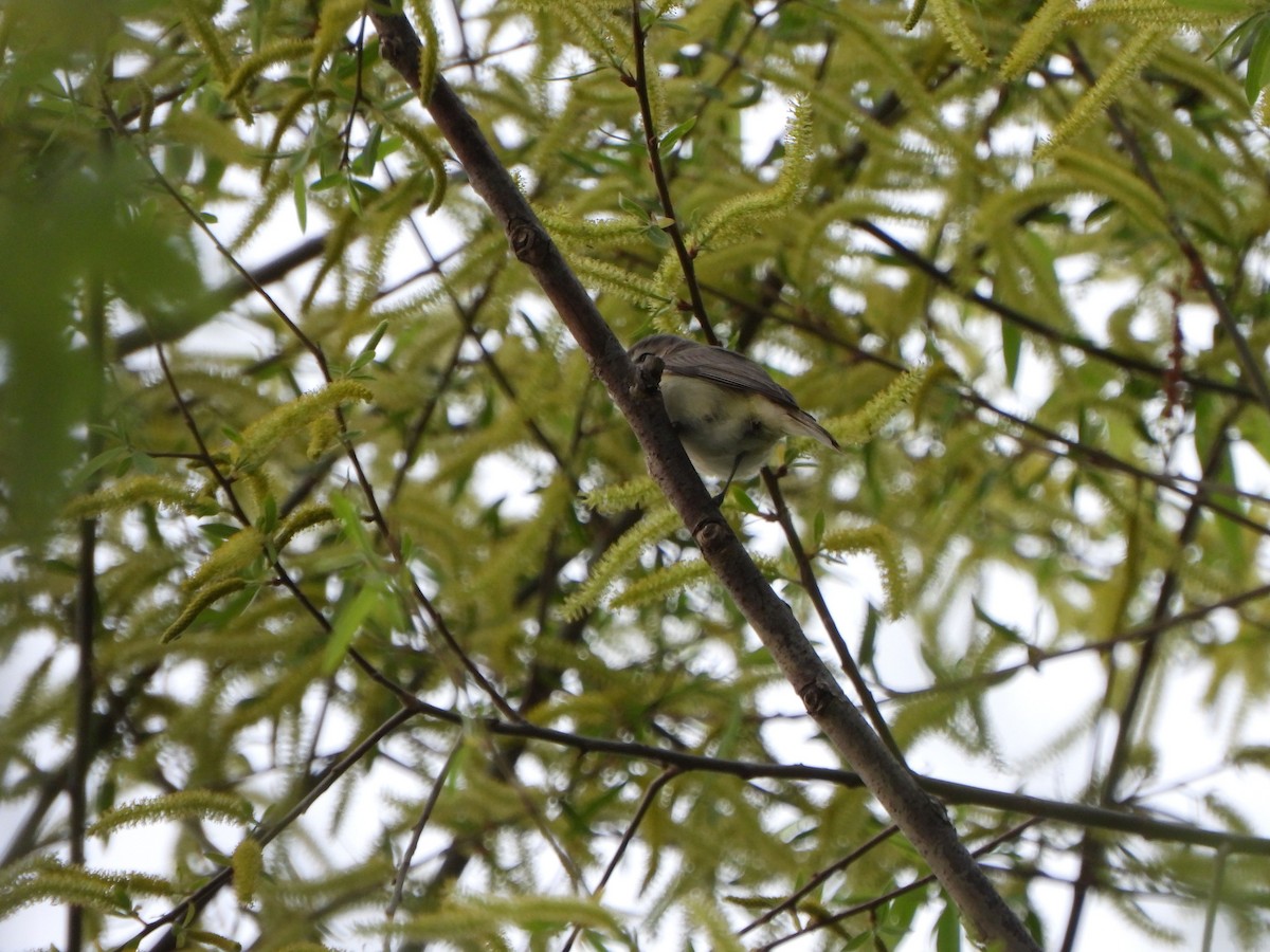 Warbling Vireo - Rick Luehrs