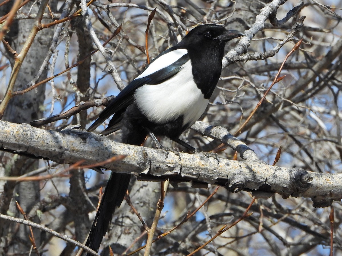 Black-billed Magpie - Roy Lambert