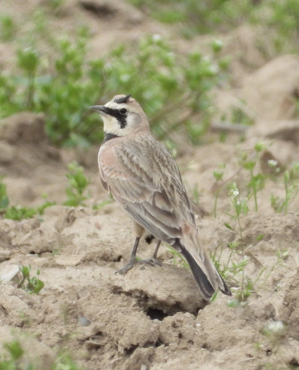 Horned Lark - ML570872891