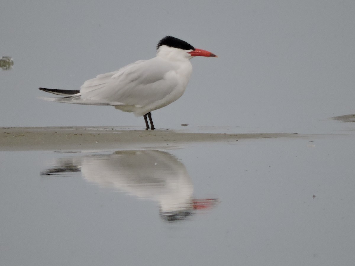 Caspian Tern - Cal Cuthbert