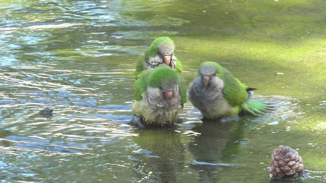 Monk Parakeet - ML570873971