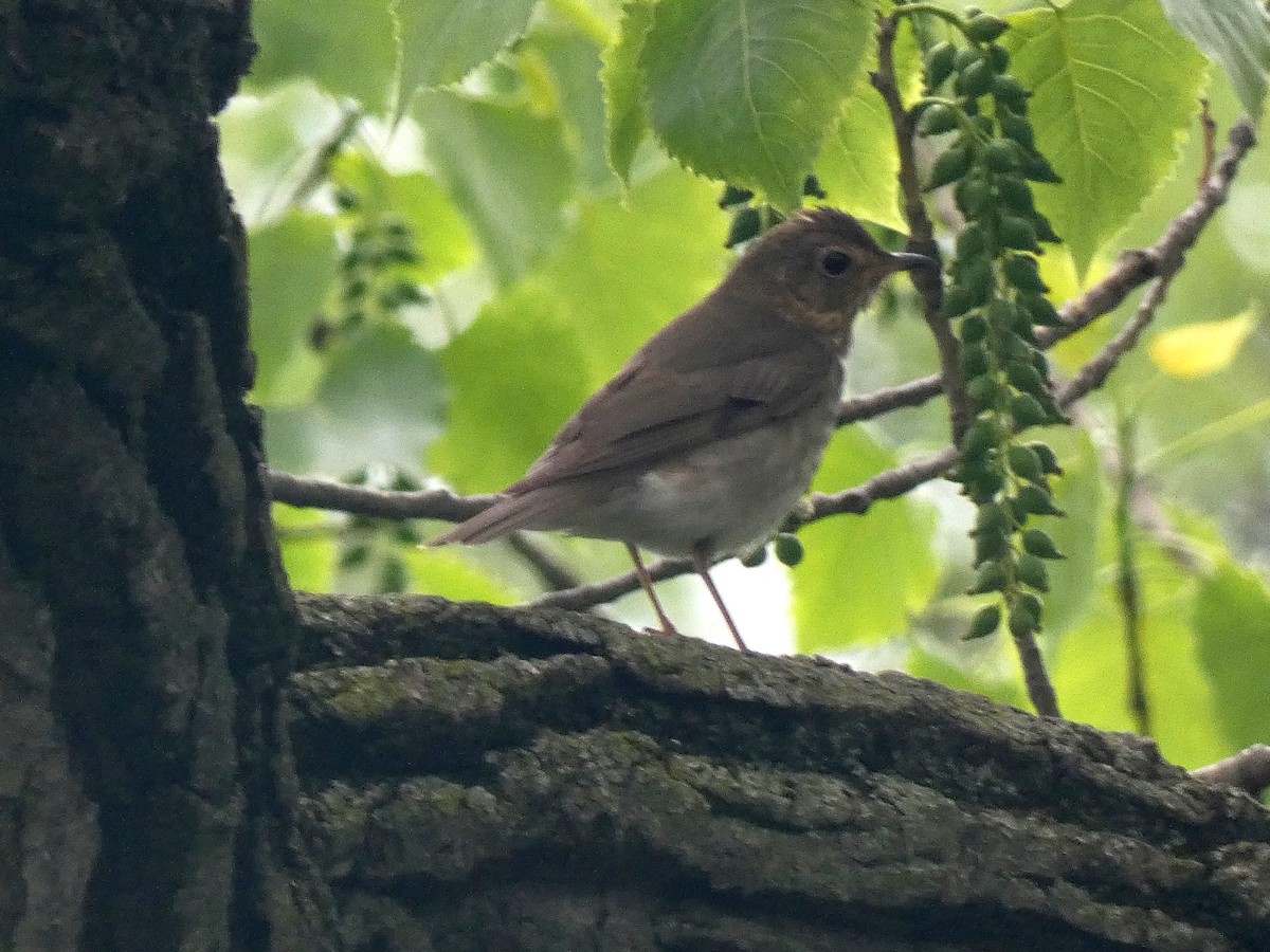 Swainson's Thrush - ML570876071