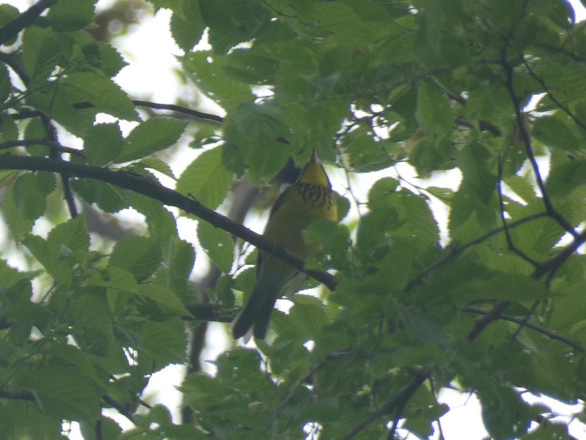 Canada Warbler - ML570876451