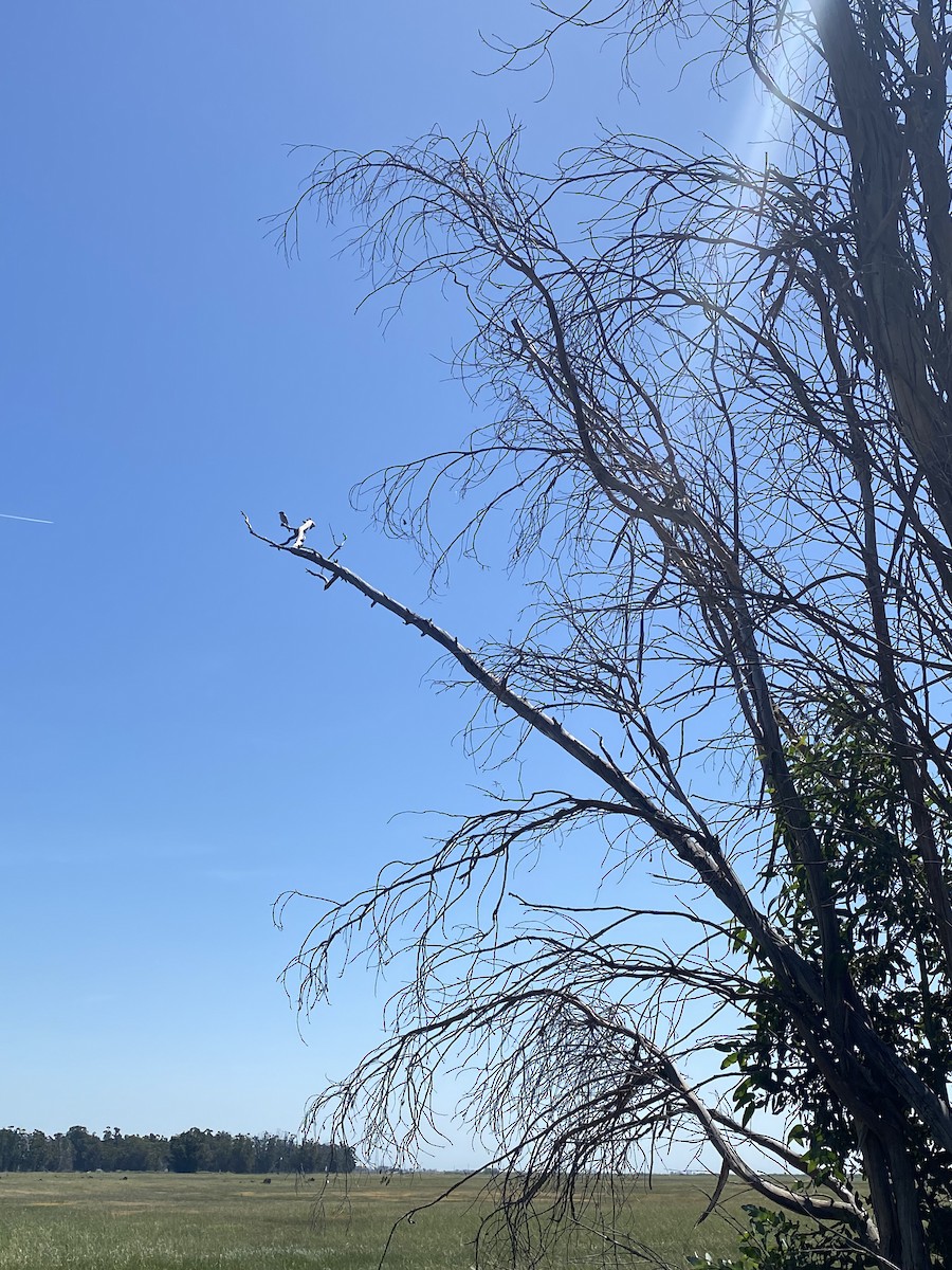 Loggerhead Shrike - Michele Troughton