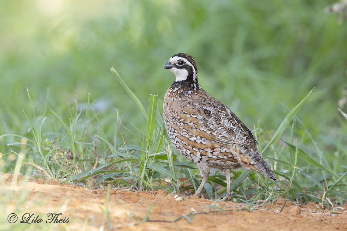 Northern Bobwhite - Lila Theis