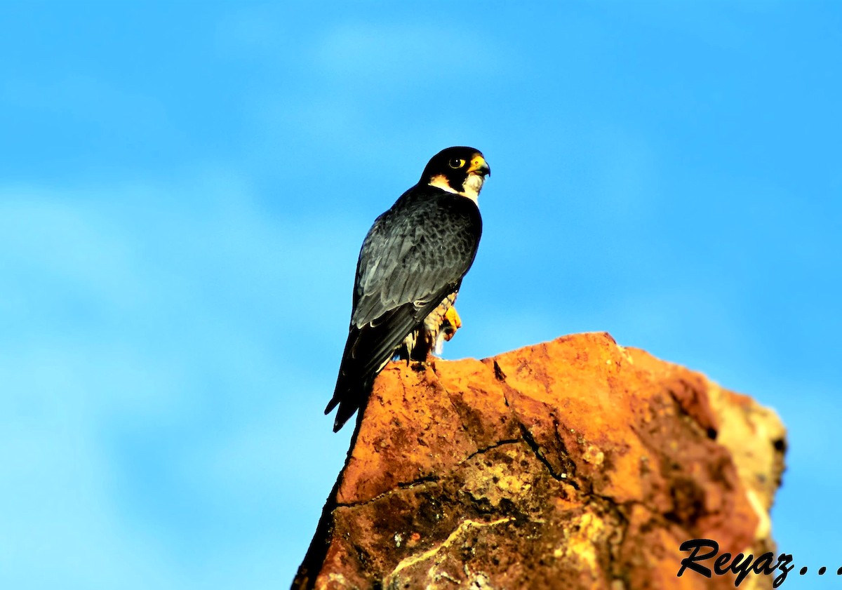 Peregrine Falcon - Reyaz Ahmad Wani