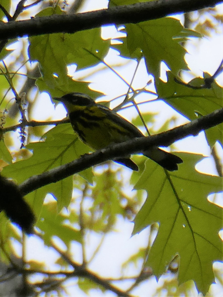 Magnolia Warbler - K K