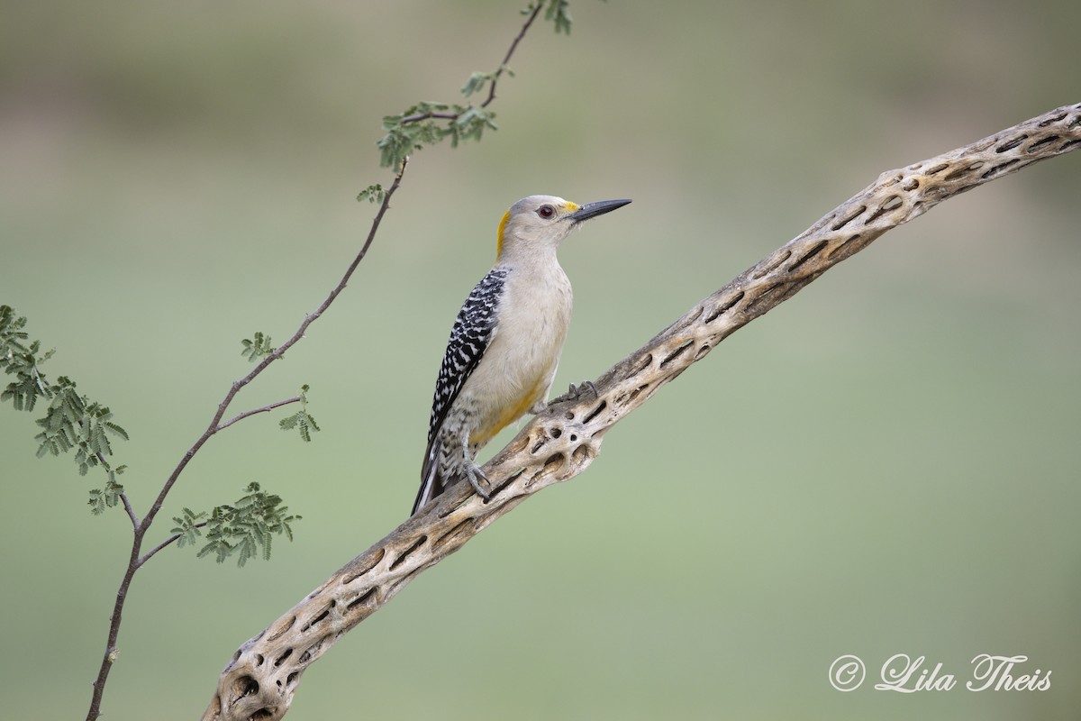 Golden-fronted Woodpecker - ML570879731