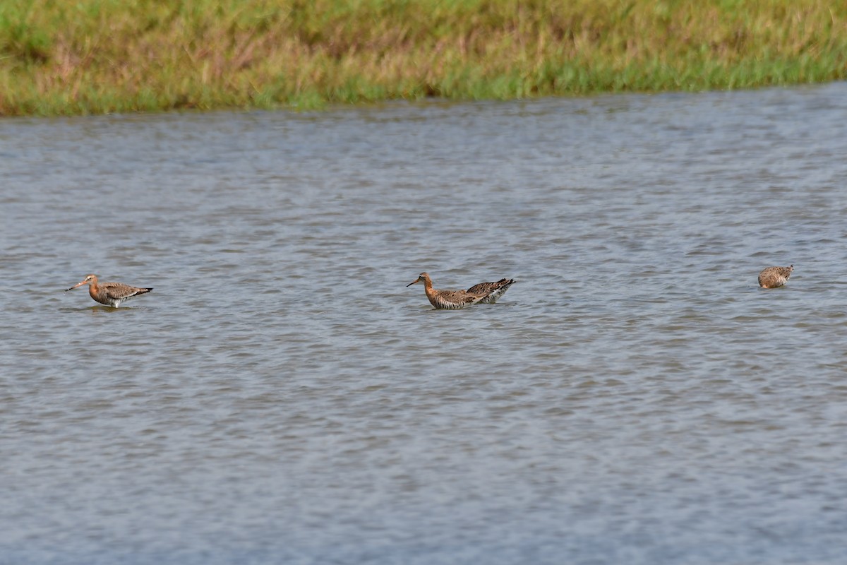 Black-tailed Godwit - ML570879841