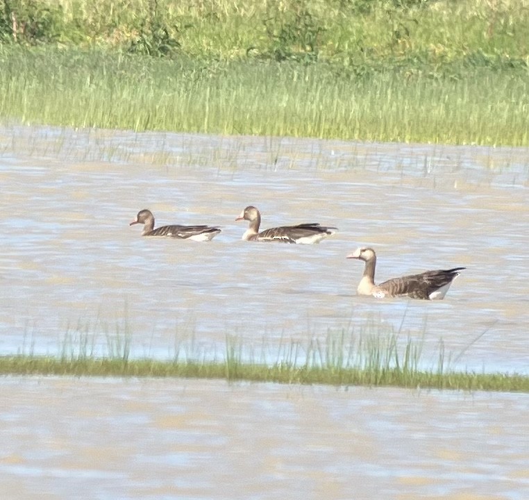 Greater White-fronted Goose - ML570880351