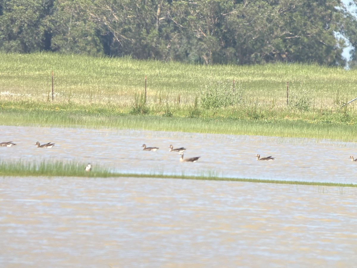 Greater White-fronted Goose - ML570880361