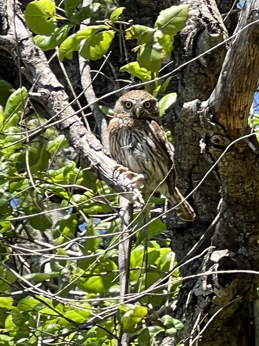 Northern Pygmy-Owl - Ken Wilson